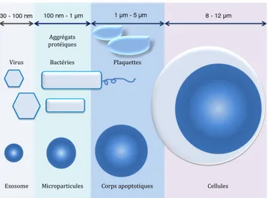 Figure 3: Échelle de taille des vésicules extracellulaire. Tirée de György, B. et  al.[216]  Taille  respective  des  cellules  et  des  différentes  vésicules  extracellulaires  en comparaison avec d’autres éléments connus