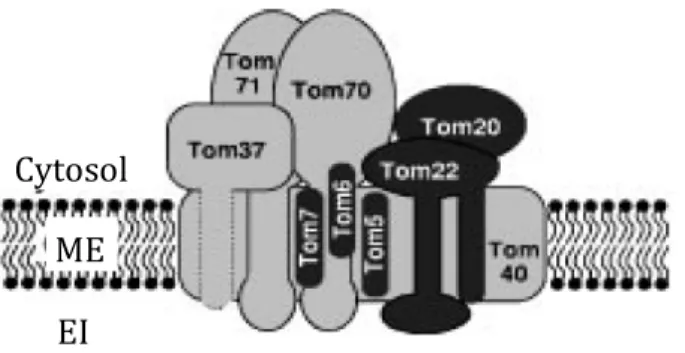 Figure 4 : Représentation schématique du complexe TOM.  Schémtisation des  différents éléments formant le complexe TOM et leur positionnement