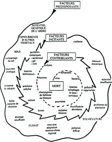 Figure 7 : Spirale de Manion.  Elle symbolise l’enchaînement des  facteurs prédisposants, incitants et contribuants qui mènent à la  mort de l’arbre à travers un processus de dépérissement  générale-ment progressif.
