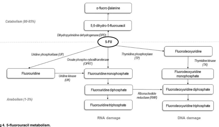 Fig 4. 5-fluorouracil metabolism.