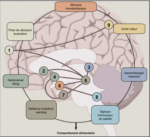 Figure 2. Circuits neuronaux impliqués dans le comportement alimentaire. 