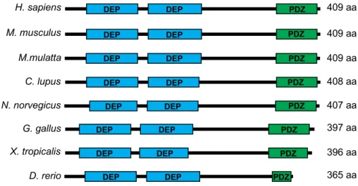 Figure 10. DEPTOR est une protéine bien conservée. 