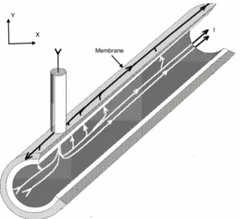 Figure 1.4 – Diﬀusion du courant dans une coupe longitudinale d’un neurone