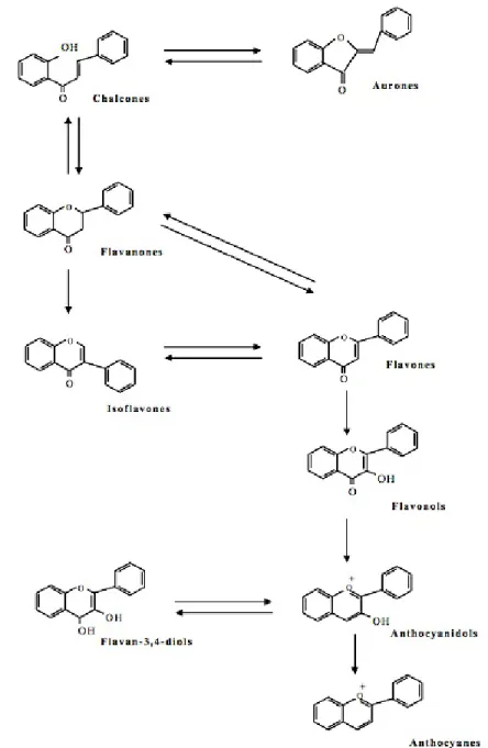 Figure 1.14. Schéma simplifié de la biosynthèse de différentes classes de flavonoïdes (Morreel et  al., 2006) 