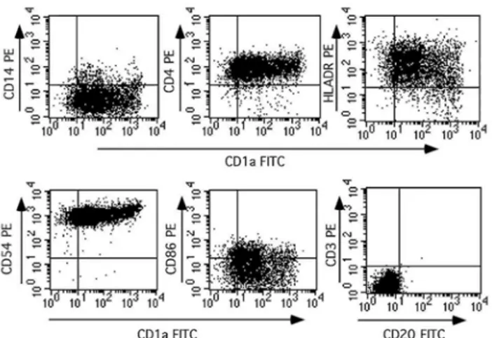 FIG. 2: Double staining and flow cytometry analysis of DC generated from cultures of adherent human PBMCs  in the presence of GM-CSF and IL-4 during 7 days