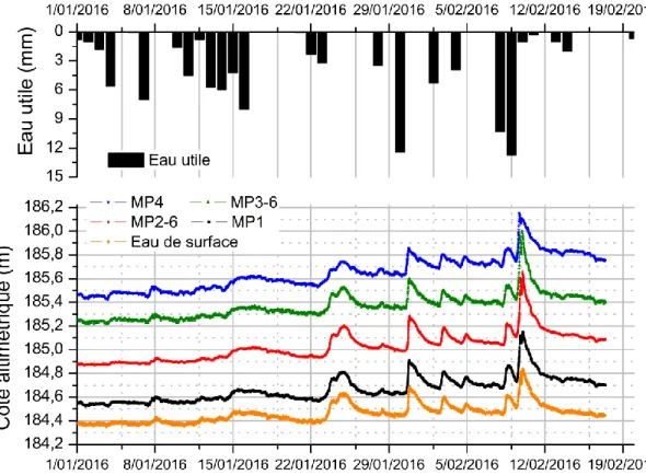 Figure 19 : Zoom sur l’évolution des hauteurs piézométriques dans les micropiézomètres et du niveau de la rivière durant les crues  de l'hiver 2015-2016, aucune inversion de gradient n’est observée durant ces crues 