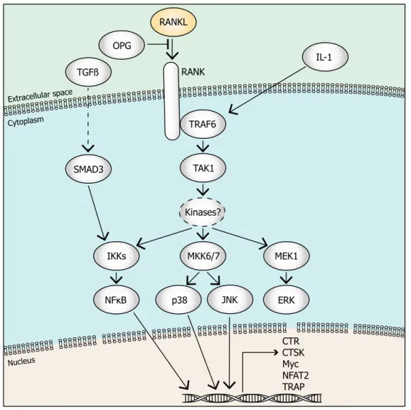 Figure 1.8: RANKL/RANK signalling in osteoclasts. Upon binding of RANKL, RANK  receptor will then bind the cytoplasmic TNF receptor-associated factor 6, E3  ubiquitin protein ligase (TRAF6)