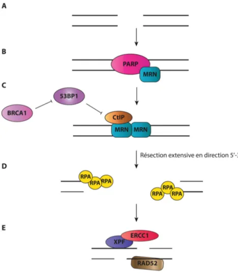 Figure 3: Mécanisme de réparation des cassures double-brin par SSA 