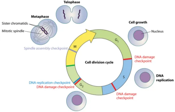 Figure 4: Le cycle cellulaire et ses points de contrôle 