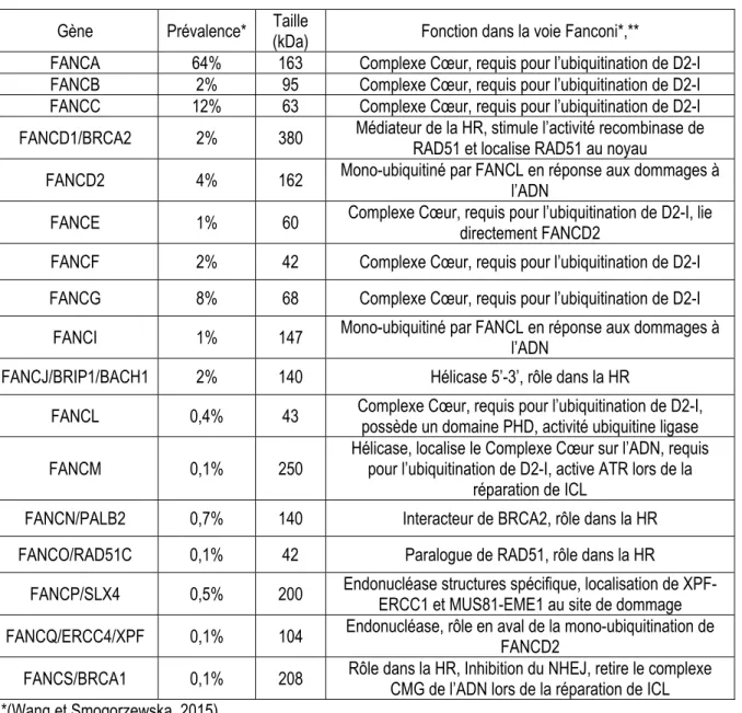 Tableau 1: Prévalence des mutations au niveau des gènes FANC et rôle dans la voie de Fanconi 