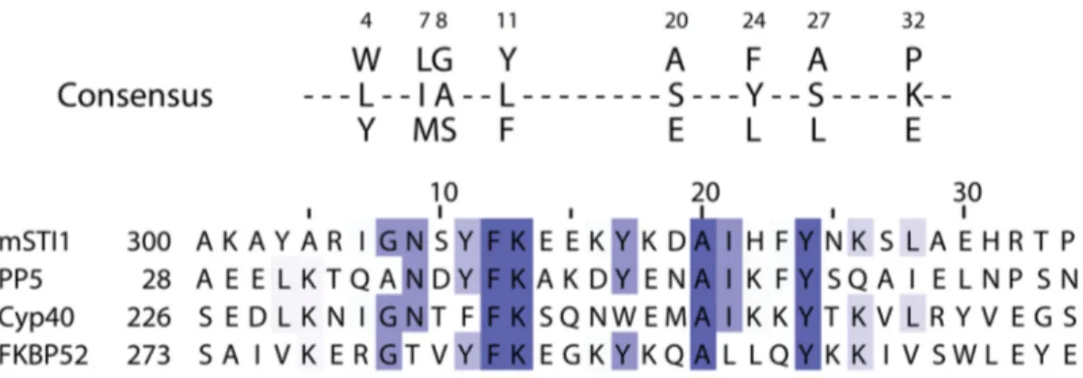 Figure 7 : Séquence consensus d'un TPR et exemple de protéines contenant un TPR ainsi que leur  séquence associée