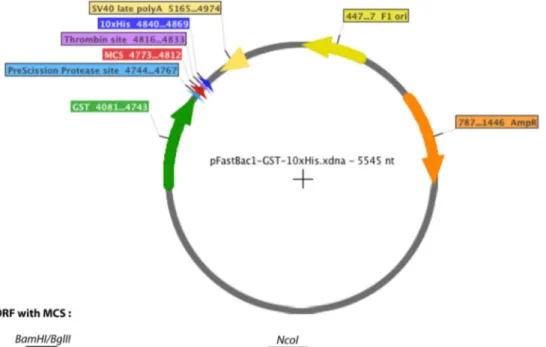 Figure 9: Carte du plasmide pFastBac-GST-52b 
