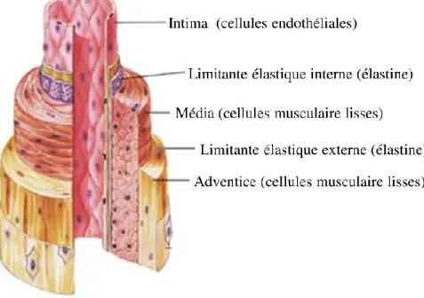 Figure 3.  Différentes couches d’une artère (adaptée de [14]) 