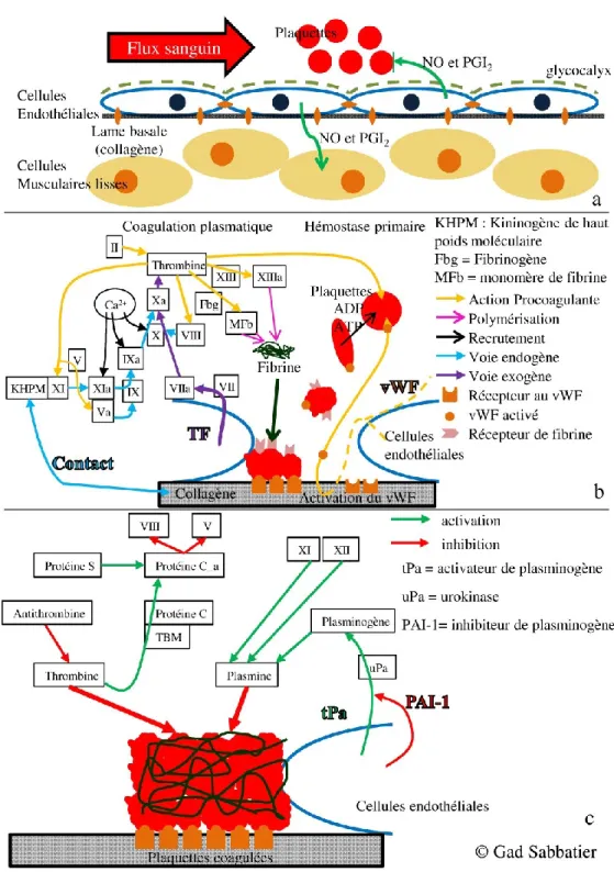 Figure 6.  Hémostase. a. Fonctionnement normal. b. Hémostase primaire/coagulation  plasmatique c