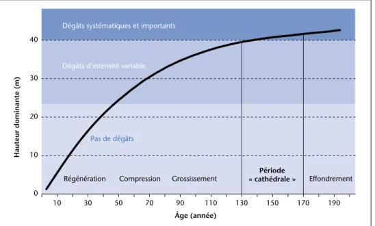 Figure 2 – Évolution du risque de chablis selon l’âge et le stade sylvicole de la hêtraie en cas de vents  dépassant 120 km/h