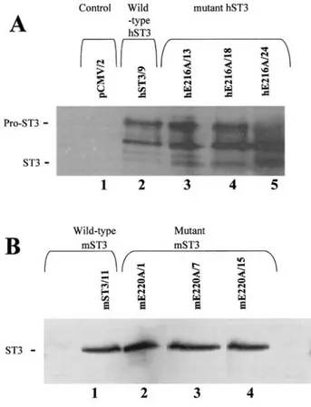 Figure 2: Western blots of MCF7 cells expressing exogenous hST3 (a) or mST3 (b). Conditioned media were  prepared as described under Materials and methods