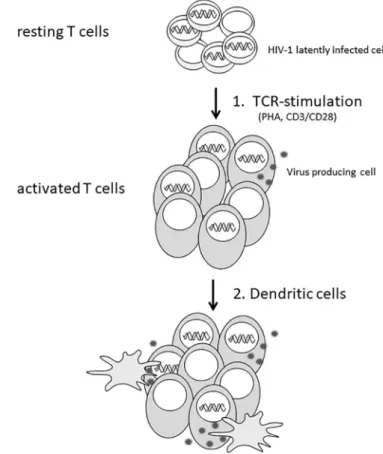 Fig. 1. Purging latent HIV-1 according to the“one-two punch” strategy. First, resting T cells are activated by stimulating the T cell receptor