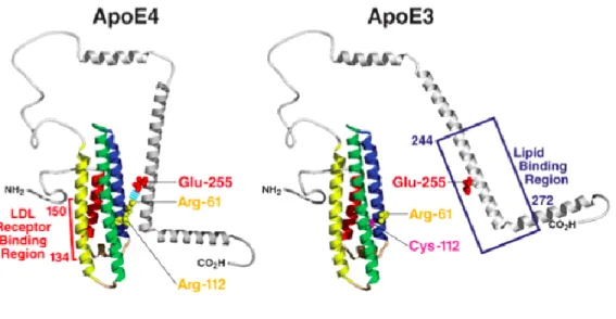 Figure 1 : Structure des isoformes APOE3 (droite) et APOE4 (gauche) de l’apolipoprotéine E