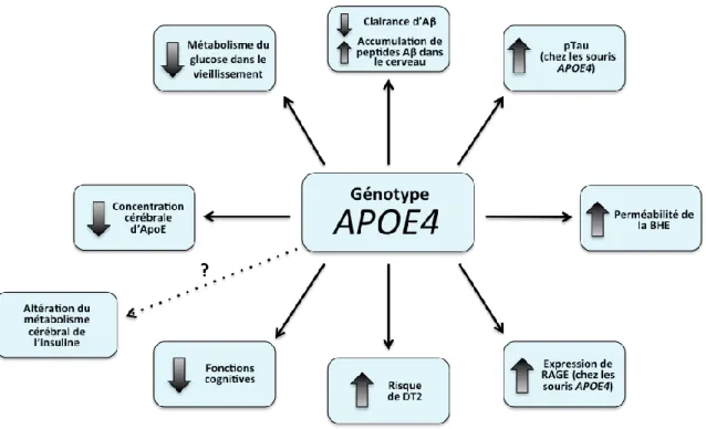 Figure 2  : Schéma récapitulatif des liens établis dans la littérature entre le génotype  APOE4 et divers aspects en lien  (ou  potentiellement  en  lien)  avec  la  MA