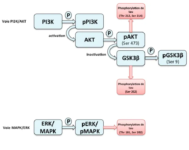 Figure  3  :  Implication  des  voies  de  signalisation  de  l’insuline  dans  la  phosphorylation  de  la  protéine  tau
