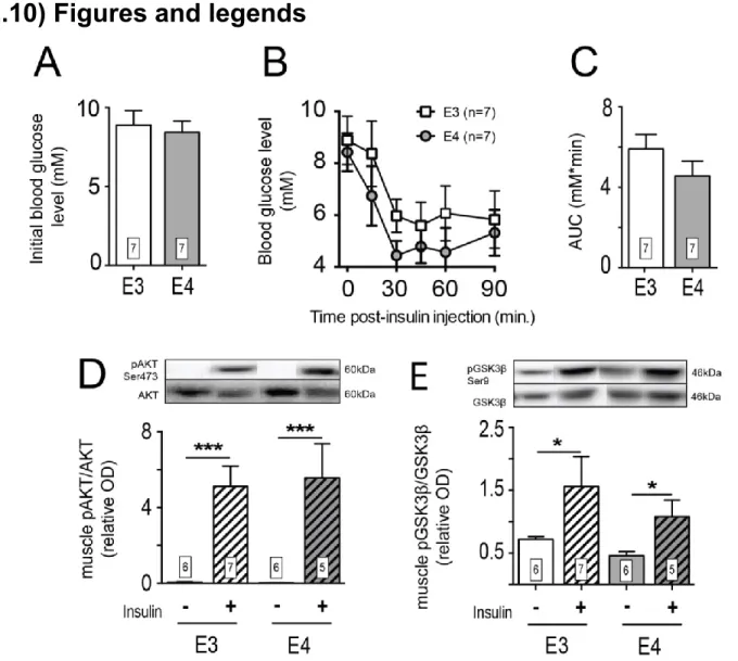 Fig. 1 : No difference in insulin sensitivity between  APOE3 and APOE4 mice at 12 months of age