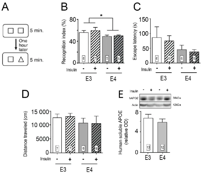 Fig. 2 : Lower object recognition memory in APOE4 compared to APOE3 mice at 12 months of age: 