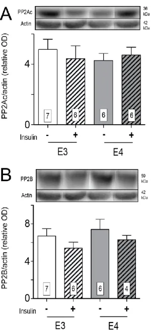 Fig. 4 : No effect of insulin on phosphatases concentration in the cortex of APOE3 and APOE4 mice  at 12 months of age
