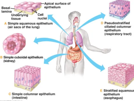 Figure   1   :   Différents   types   d’épithéliums   tapissent   les   cavités   des   organes                internes      