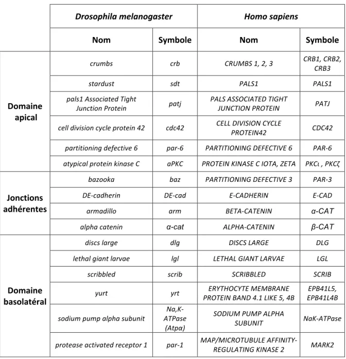 Tableau   1   :   Conservation   des   protéines   de   polarité   de   l’humain   à   la   drosophile   