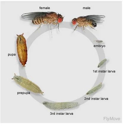 Figure   8   :   Cycle   de   vie   de   Drosophila   melanogaster.      