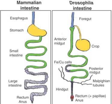 Figure   10   :   Le   système   digestif   de   drosophile.      