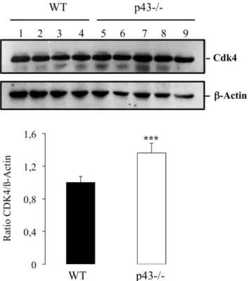 Figure 5. CDK4 expression is increased in P432/2 testis at P3.