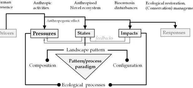 Figure 1.5 – The issue of human influence on landscapes seen through the DPSIR framework and the pattern / process paradigm
