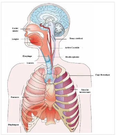 Figure 1 : Anatomie générale de l’appareil respiratoire. D’après Feldman &amp; Del Negro,  2006