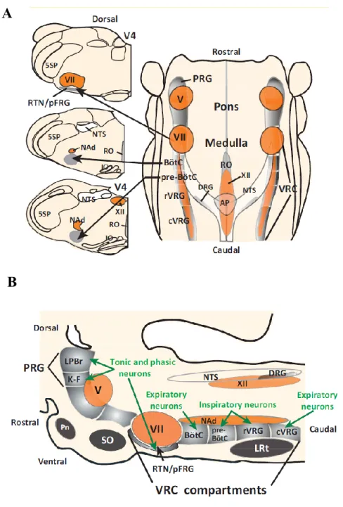 Figure 3 : Populations de neurones respiratoires du tronc cérébral selon une vue  horizontale (A) ou sagittale (B)