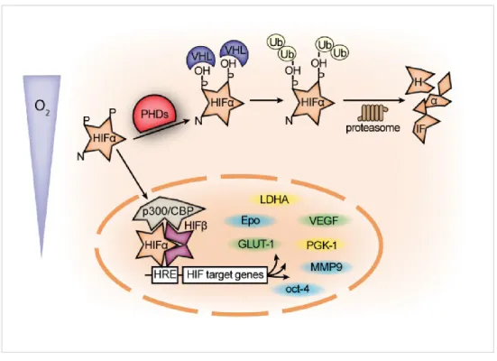 Figure 10 : Mécanisme de régulation de HIF 1 en condition normoxique et hypoxique. 
