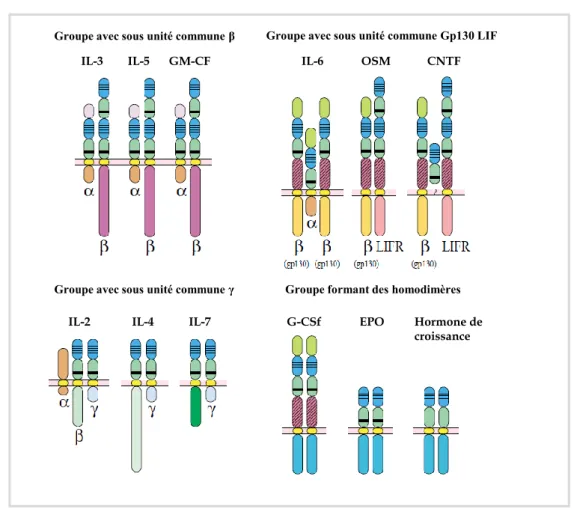Figure 11 : Représentation schématique des différentes sous familles des récepteurs aux  cytokines