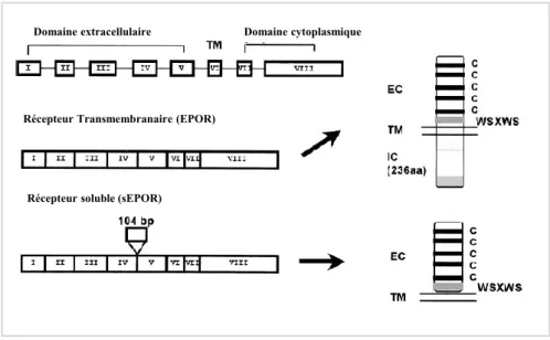 Figure 12 : Représentation schématique de différentes formes de l’EPOR issues du même  gène : le récepteur transmembranaire et le récepteur soluble
