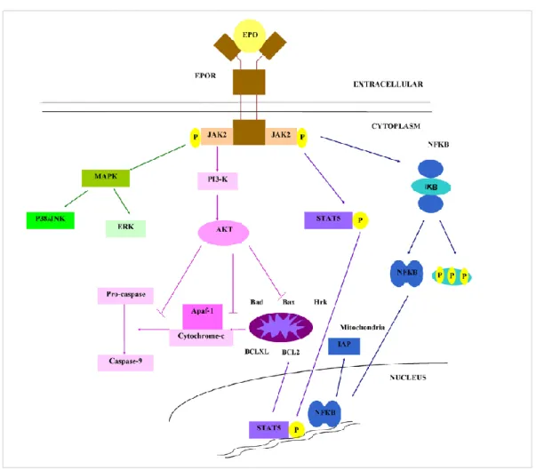 Figure 13 : Représentation des voies de signalisation intracellulaire activées par la fixation  de l’EPO sur l’EPOR