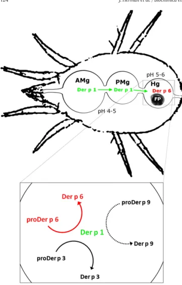 Fig. 5. Proteases activation cascade in the digestive tract of the mite Dermatophagoides pteronyssinus