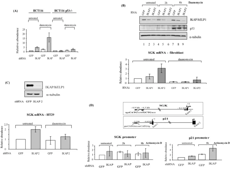 Fig. 4 – IKAP/hELP1 depletion enhances basal and daunomycin-induced SGK expression through a p53-dependent pathway.