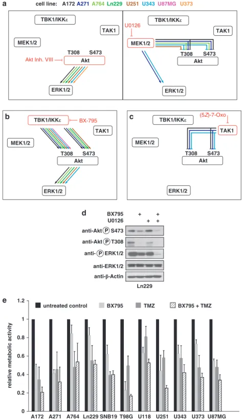 Figure 6. Noncanonical IKKs activate ERK1/2 via AKT. (a) The indicated cell lines were incubated overnight with the AKT inhibitor VIII (5 m M ) or with the MEK1/2 inhibitor U0126 (5 m M ), followed by analysis of AKT phosphorylation at T308 or S473 and ERK