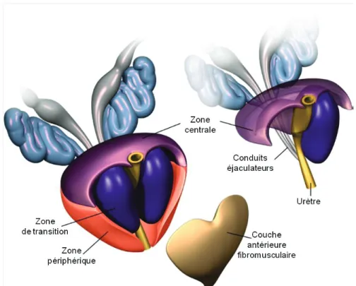 Figure 2. Représentation schématique en trois dimensions de l'anatomie de la prostate humaine