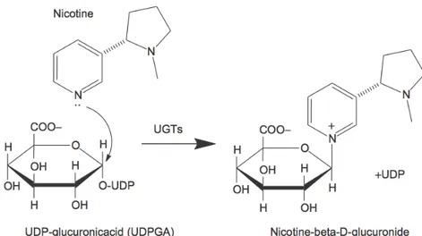 Figure 8. Représentation de l'exemple de la N-glucuronidation de la nicotine. 