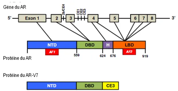 Figure 12. Schéma structural du AR ainsi que de son variant constitutivement actif AR-V7