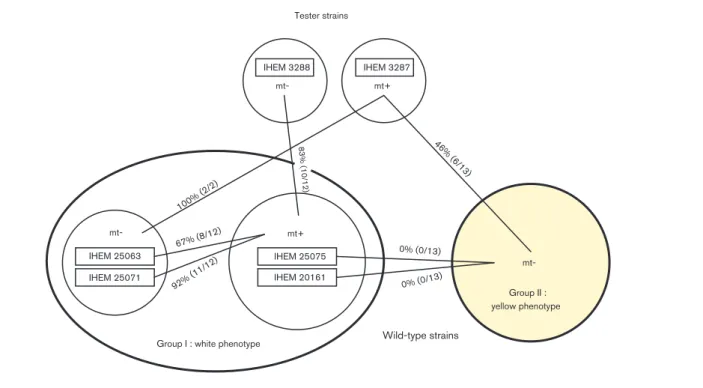 Fig. 2. Interfertility ratios between A. benhamiae tester strains and wild-type strains of group I (white phenotype) and group II (yellow phenotype).