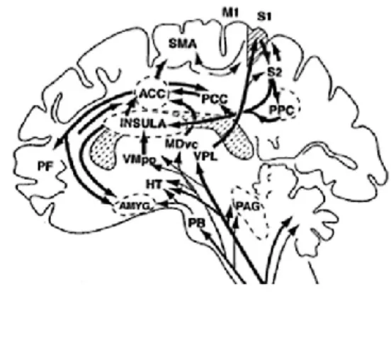 Figure 1 : Représentation schématisée des régions cérébrales impliquées dans la matrice de la douleur tirée de Decety, J