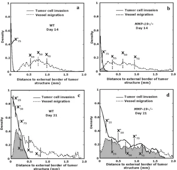 Fig. 5: Histological analysis of tumor transplants into MMP-19—/— mice and WT mice at different time points,  (a, b) Tumor and endothelial cell density distributions, 14 days after tumor transplantation, of WT mice and  MMP19—/— mice respectively; (c, d) 2