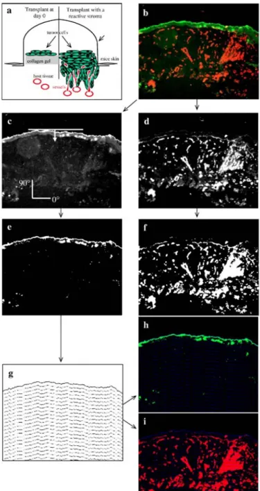 Fig. 1: Image processing of tumor transplanted in vivo onto mice, (a) Schematic representation of tumor  transplants at day 0 and angiogenesis and tumor invasion 21 days after transplantation in wild-type mice, (b)  Histological tumor section image showing