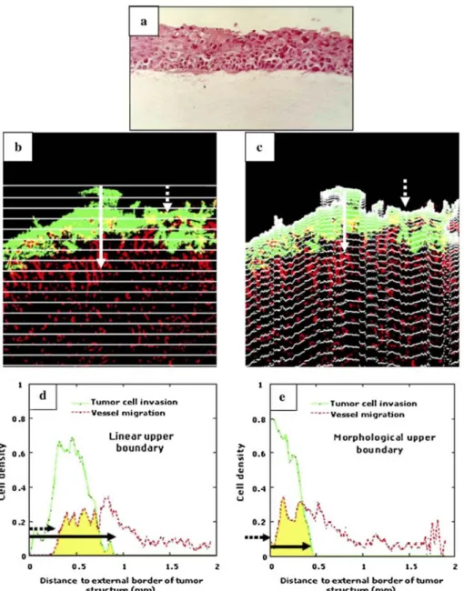 Fig. 2: (a) Tumor cells cultured on a collagen gel after 1 day of transplantation in mice